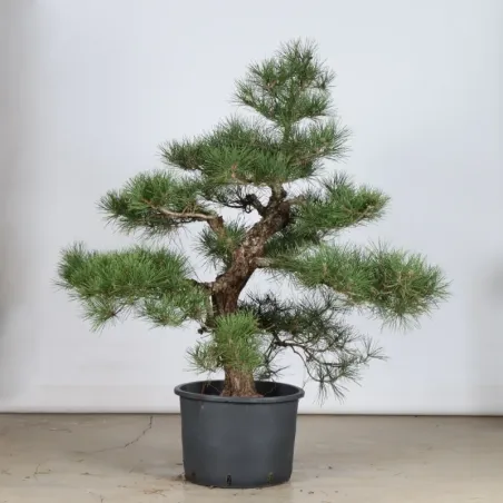 GARDEN TREE NIWAKI "PINUS THUNBERGII" 1-19