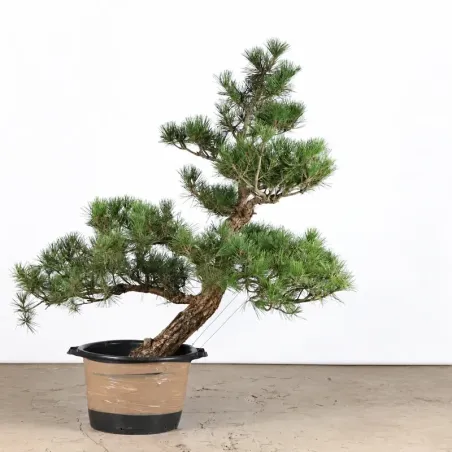 image supplémentaire - GARDEN TREE NIWAKI "PINUS...