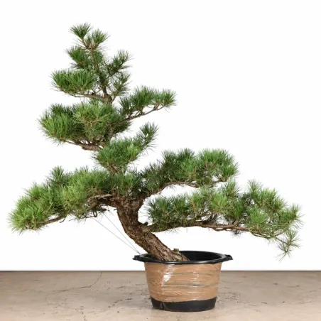 ARBRE DE JARDIN NIWAKI "PIN NOIR DU JAPON" 1-12