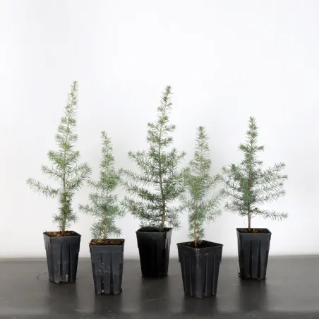 Lot 5 Atlas Cedar "Atlantic Cedar" 1-2