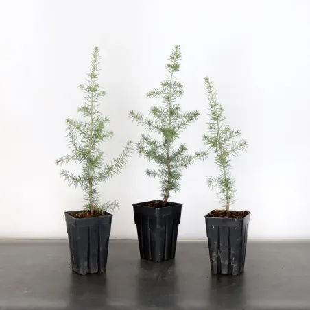 Atlas Cedar Bonsai "atlantica cedar" 1-3 | Galinou Bonsai