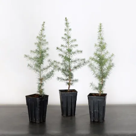 Atlas Cedar Bonsai "atlantica cedar" 1-5 | Galinou Bonsai