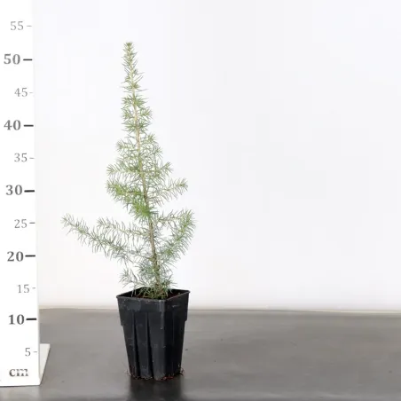 image supplémentaire - Prebonsai Atlas cedar...