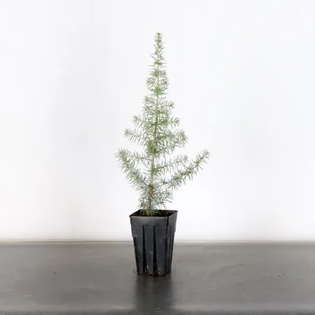 Prebonsai Atlas cedar "atlantic cedar" 1-6