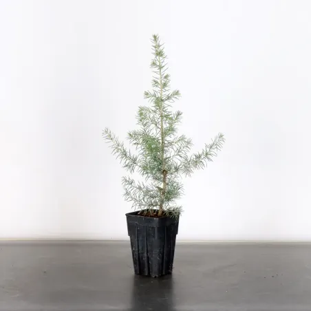 Prebonsai cedar of Lebanon "CEDRUS LIBANI" 1-8