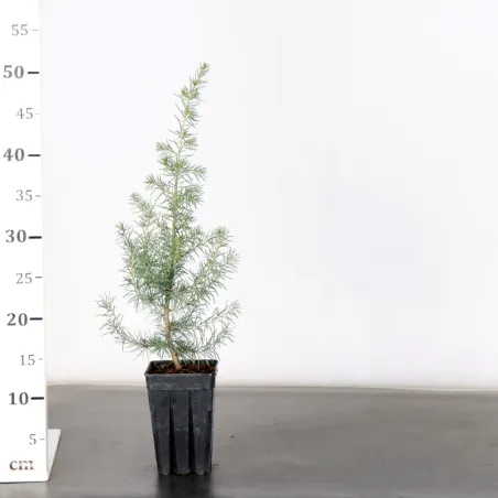 image supplémentaire - Prebonsai cedar of Lebanon...
