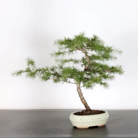 Cedar of lebanon "cedrus libani" 1-10 | Galinou Bonsai