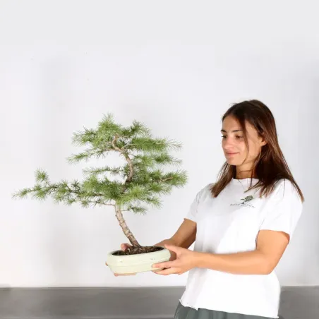image supplémentaire - cedar of Lebanon "CEDRUS...