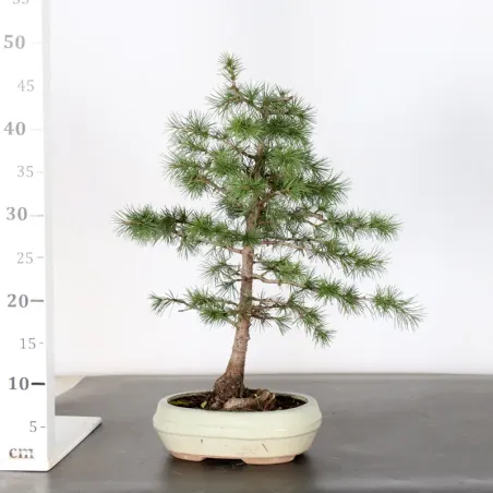 image supplémentaire - cedar of Lebanon "CEDRUS...