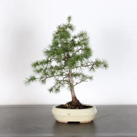 Cedar of lebanon "cedrus libani" 1-7 | Galinou Bonsai