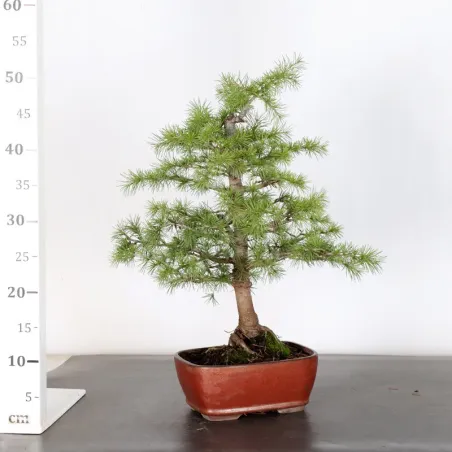 image supplémentaire - Cedar of Lebanon "CEDRUS...