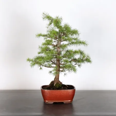 Cedar of lebanon "cedrus libani" 1-13 | Galinou Bonsai