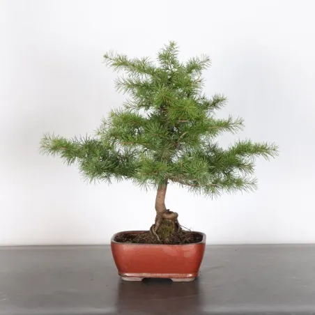 Atlas Cedar Bonsai
