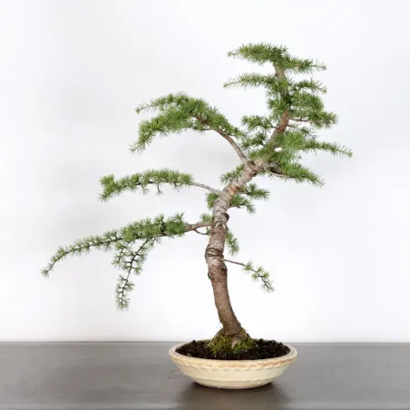 image supplémentaire - Atlas cedar "atlantic...