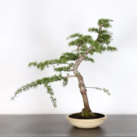 Atlas Cedar Bonsai