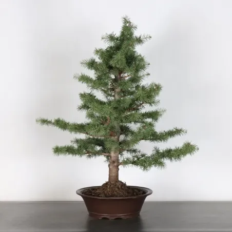 Atlas Cedar Bonsai