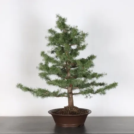 image supplémentaire - BONSAI "CEDRUS ATLANTICA" 2-5