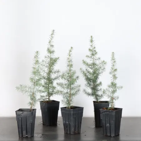 Atlas Cedar Bonsai