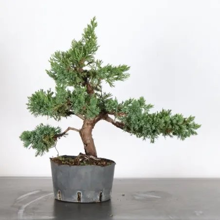 image supplémentaire - Juniperus chinensis formosa...
