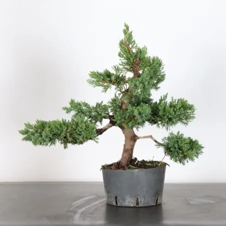 Genévrier "juniperus formosa" 4-3
