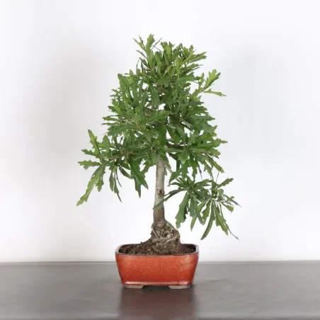 Bonsaï chêne des marais