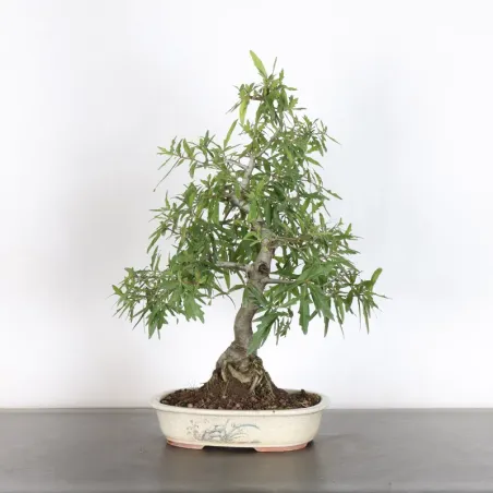 Chêne du Japon "Quercus acutissima" 1-5 (pot légèrement abimé)