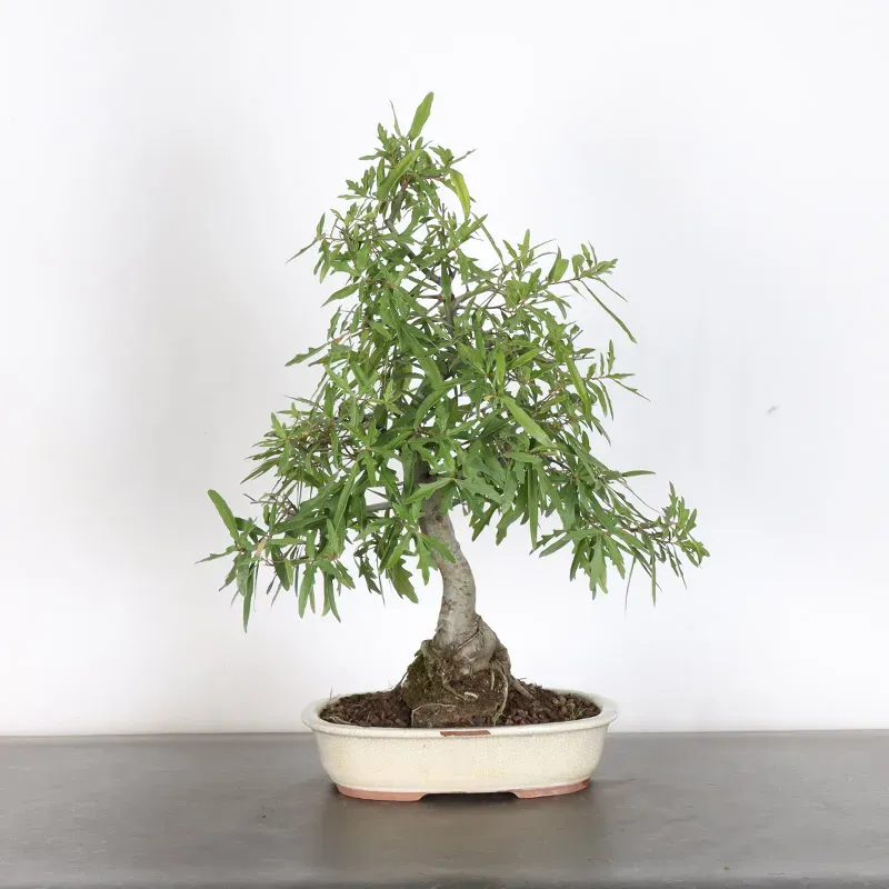 image supplémentaire - Japanese oak "Quercus...