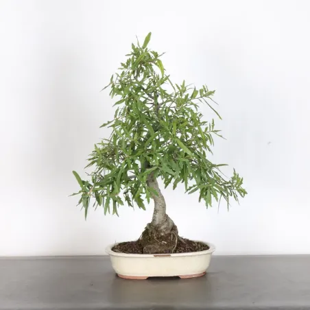 image supplémentaire - Japanese oak "Quercus...