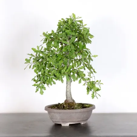 OAK "QUERCUS PALUSTRIS" 1-7