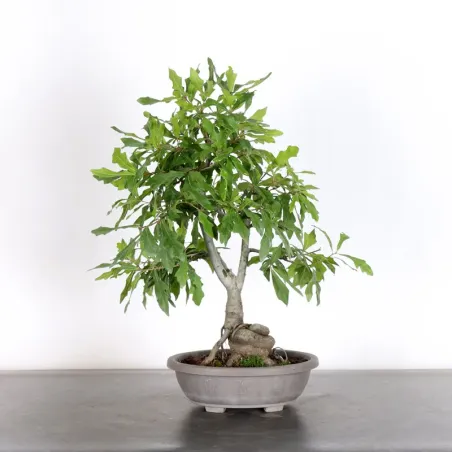 CHÊNE DES MARAIS "QUERCUS PALUSTRIS" 1-8