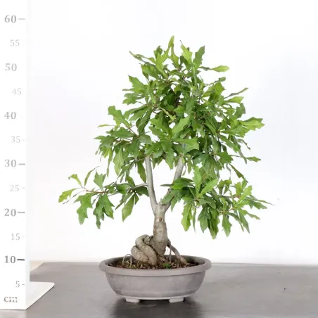 image supplémentaire - OAK "QUERCUS PALUSTRIS" 1-8