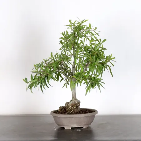 Chêne du Japon "Quercus acutissima" 2-10