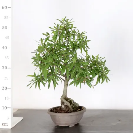 image supplémentaire - Chêne du Japon "Quercus...