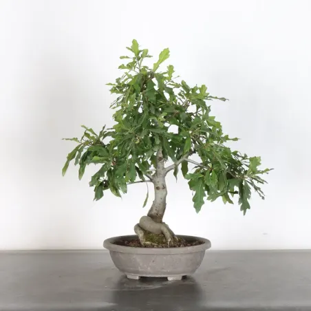 OAK "QUERCUS PALUSTRIS" 3-8