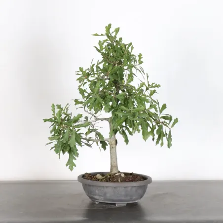 OAK "QUERCUS PALUSTRIS" 3-11