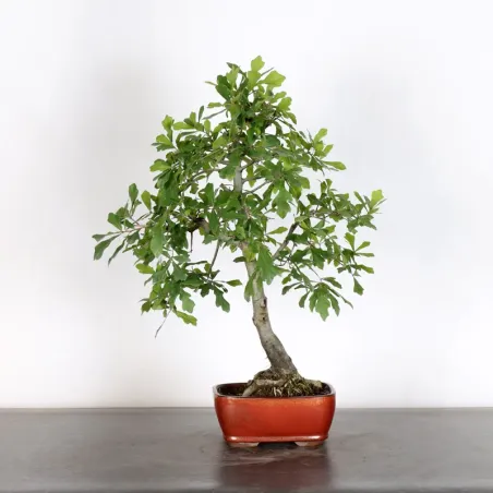 CHÊNE DES MARAIS "QUERCUS PALUSTRIS" 2-5