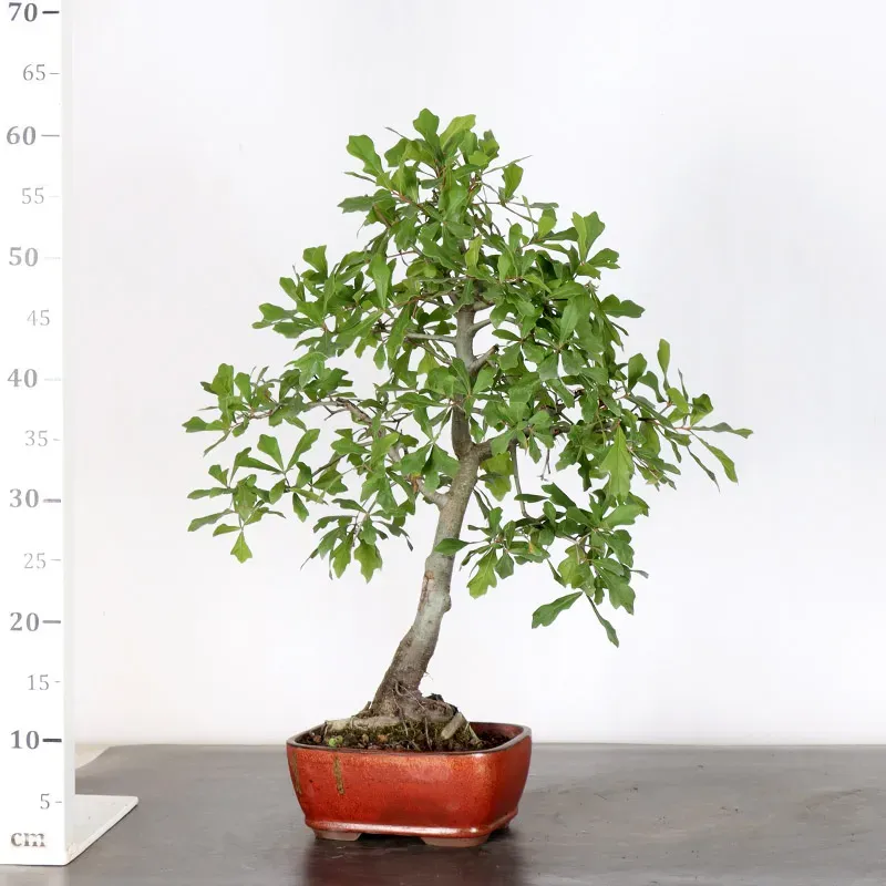 image supplémentaire - CHÊNE DES MARAIS "QUERCUS...