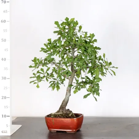 image supplémentaire - OAK "QUERCUS PALUSTRIS" 2-5