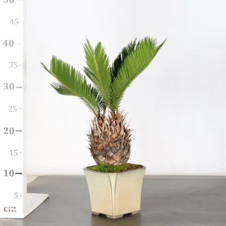 image supplémentaire - CYCAS REVOLUTA 1-1