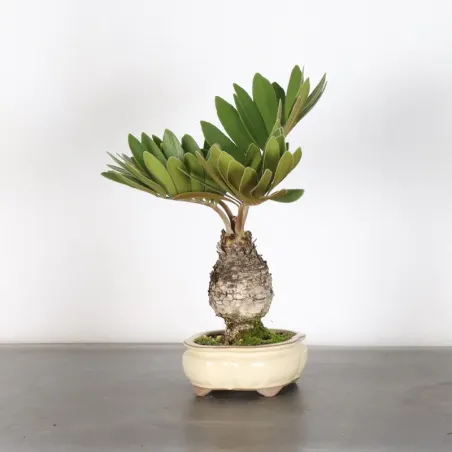 ZAMIA 1-10