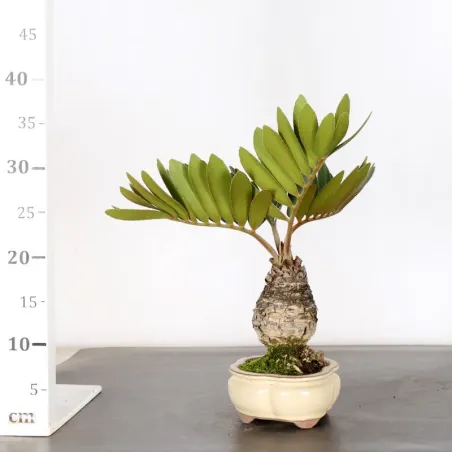 image supplémentaire - ZAMIA 1-10