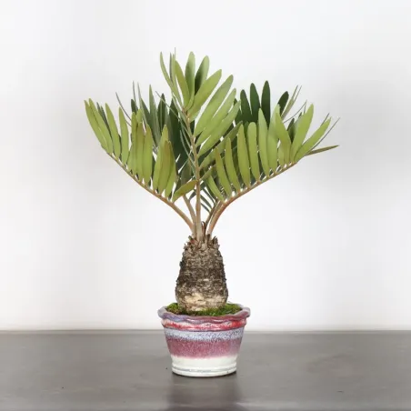 ZAMIA 1-16