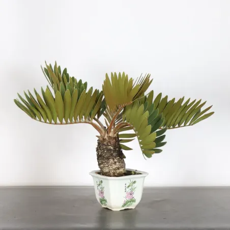 ZAMIA 2-3