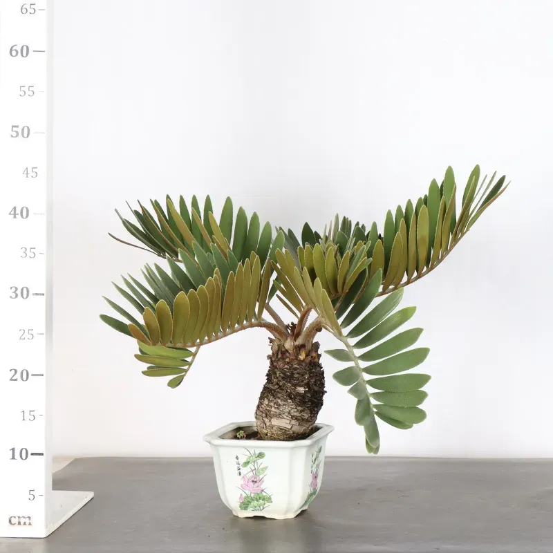 image supplémentaire - ZAMIA 2-3