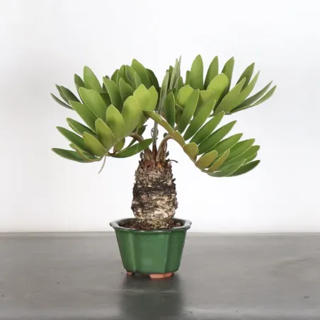 ZAMIA 2-5