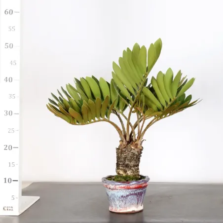 image supplémentaire - ZAMIA 2-6