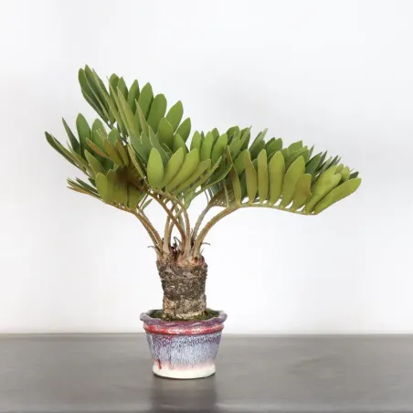 ZAMIA 2-6