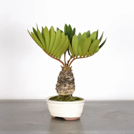 ZAMIA 2-9