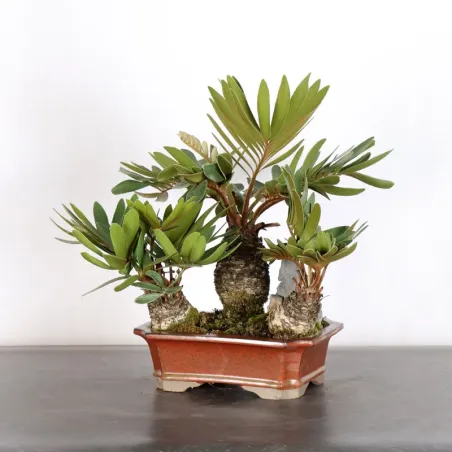 ZAMIA 2-12