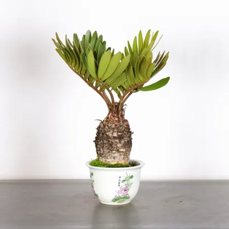 ZAMIA 2-13